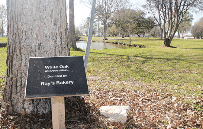 A tree marker donated by Ray’s Bakery is one of many at the Eunice Community Nature Trail &amp; Walking Park. at 12:30 p.m. Tuesday the Bulb &amp; Blossom Garden Club of Eunice will celebrate the completion of its tree marker project at the parks. The Walking Park is located at 1600 West Maple Avenue in Eunice and the public is encouraged to attend. Turn to Page 6A for details and a map of the trees. (Photo by Harlan Kirgan)