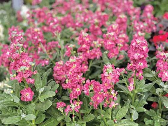 Stock is a fragrant cottage flower commonly used in flower arrangements for their gorgeous blooms and clove-like scent. (Photo by Heather Kirk-Ballard/LSU AgCenter)