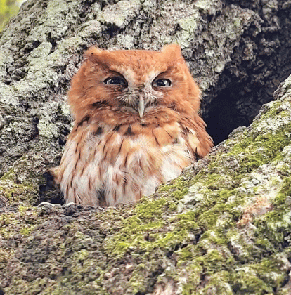 A baby owl, trapped inside a column that supports a back patio roof at Lyle and Megan Guidry’s home in Iota, is shown above after being freed. Guidry rescued the owl by jacking up the roof and placing some temporary posts to support the roof. Then he removed the column. After the owl was rescued, it was placed in a hole inside a live oak tree in their backyard.  (Submitted photos)