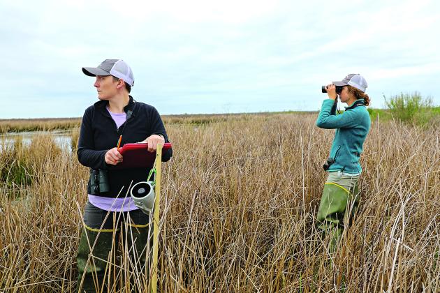 Leah Moran and Aylett Lipford, graduate students in the LSU School of Renewable Natural Resources, tag a purple gallinule with a GPS tracker to monitor its movement. Photo provided by Aylett Lipford.