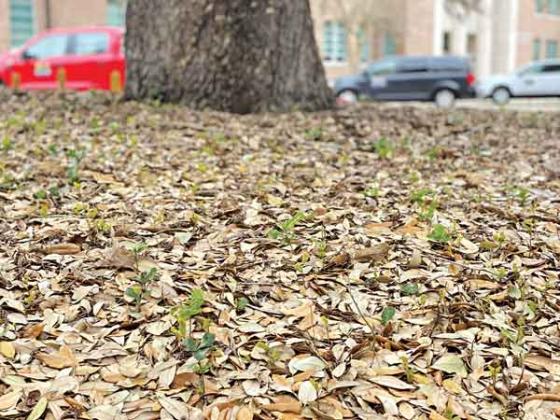 Live oaks under stress can send up suckers that can be controlled by trimming. (Photo by Heather Kirk-Ballard/LSU AgCenter)