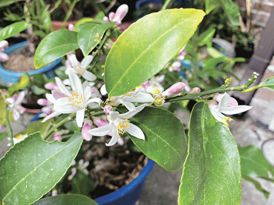 Citrus plants offer a crisp, refreshing top note, injecting a burst of energy into scents. (Photos by Heather Kirk-Ballard/LSU AgCenter)