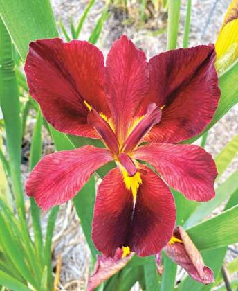 The Boiled Crawfish Louisiana iris is a gorgeous burgundy and yellow selection. (Photo by Ashley Edwards/LSU AgCenter )  