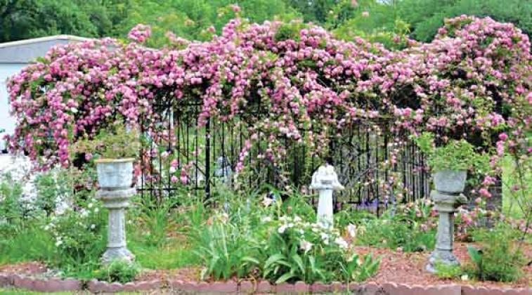 Peggy Martin roses at Peggy Martin’s house. (Photo provided by Pierre Bouchee and Jan Pesses/St. Tammany Parish Master Gardeners Association)