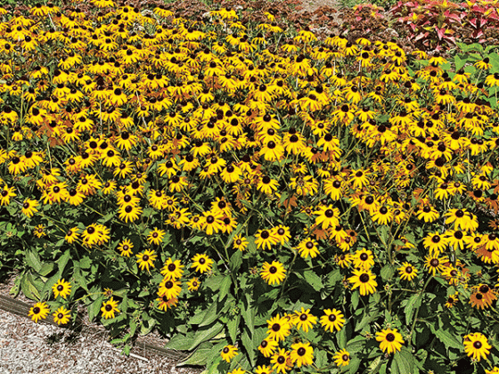 Perennials are low maintenance and cost effective because they come back year after year. 