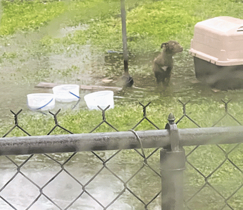Eunice puppy shown in water. (Louisiana Human Society photo)