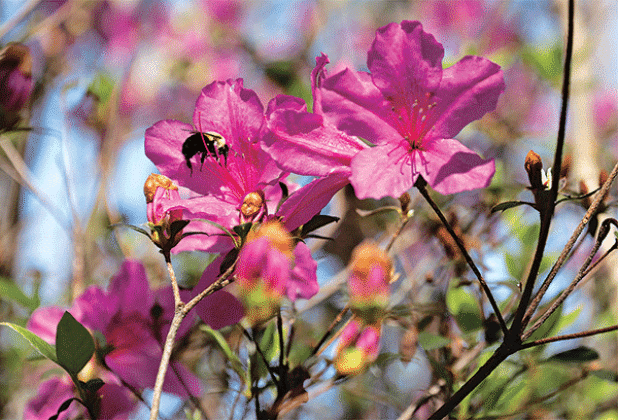 A bee visits an azalea bloom. Photos by Olivia McClure/LSU AgCenter