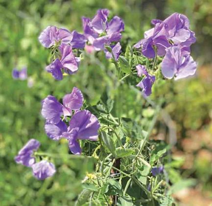Sweet pea is a cool-season annual that blooms in spring. (Photo by Heather Kirk-Ballard/LSU AgCenter)