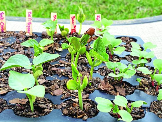 Right now is a great time to get those vegetable gardens growing. (Photo by Heather Kirk-Ballard/LSU AgCenter)
