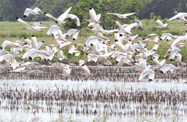 Hundreds of feeding birds took flight over a crawfish pond east of Eunice on Thursday after being disturbed by a passing truck. The birds appeared to be American White Ibis. (Photo by Harlan Kirgan)