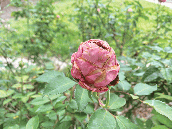 Thrips are tiny insects that can be difficult to spot with the naked eye. This rose has been damaged by thrips. (Photos by Heather Kirk-Ballard/LSU AgCenter)