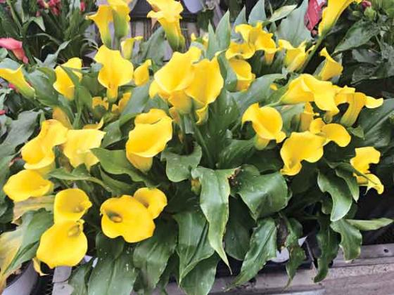 Although commonly called a lily, callas are not a true lily. (Photo by Heather Kirk-Ballard/LSU AgCenter)
