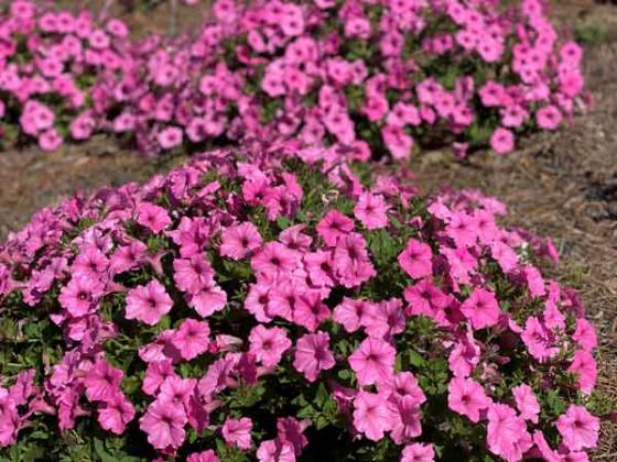 Supertunia Vista Bubblegum is an excellent landscape bedding plant that tolerates the heat. (Photo by Heather Kirk-Ballard/LSU AgCenter)