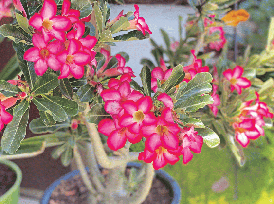Honor your mother by planting something in the garden that reminds you of her. These are desert roses. (Photos by Heather Kirk-Ballard/LSU AgCenter)