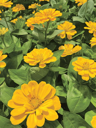 Large flower heads on tall stalks make zinnias excellent cut flower selections