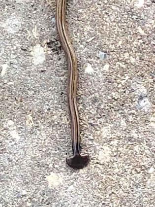 A hammerhead worm discovered by a Denham Springs homeowner. Photo provided.