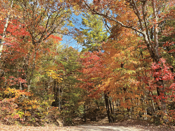 Trees help absorb water during heavy rain events and help reduce flooding.