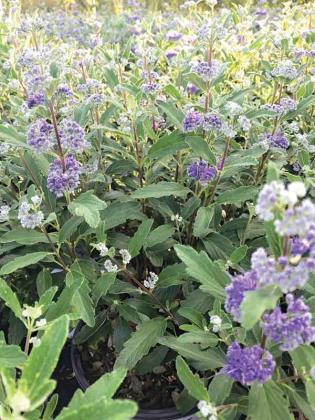 Beyond Midnight bluebeard has dark, glossy foliage and deep blue flowers. (Photo provided by Elena Fennell)