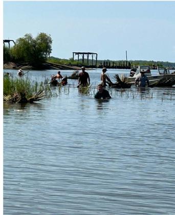 Eunice High School FFA students participated in a in a coastal erosion revegetation service project. The Vermillion Parish Water Conservation District supplied the plants, Louisiana Wildlife and Fisheries (Submitted photos)