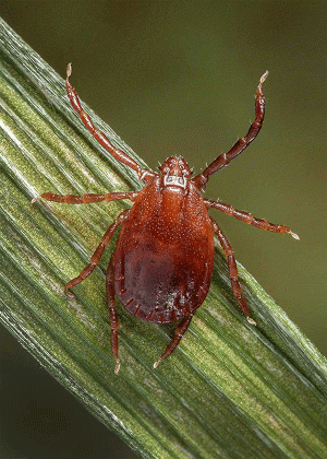 While the Asian longhorned tick has yet to be sighted in Louisiana, LSU AgCenter entomologist Kristen Healy would like the public to remain vigilant in keeping an eye out for this and other species. To better understand where certain species live, Healy and her team have developed the website geaux-ticks.org, where people can send in photos or specimens of ticks they may encounter.