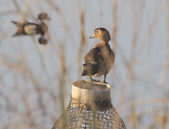 A duck uses a crawfish trap as a perch east of Eunice off West Maple Avenue on Friday morning. The crawfish season may be about over, but the ducks seemed to be enjoying the pond. (Photo by Harlan Kirgan)