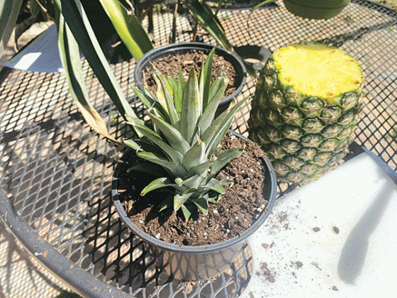 Place the crown of the pineapple about an inch down in well-drained potting soil and place it in a sunny area. (Photos by Heather Kirk-Ballard/LSU AgCenter) 