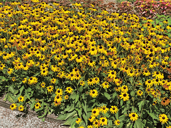Rudbeckias are ideal for mass plantings, borders and containers, and they can even be used as cut flowers. 