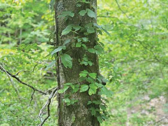 Virginia creeper, left, and poison ivy, right, grow alongside each other on a trail in the Clark Creek Natural Area. (Photos by Heather Kirk-Ballard/LSU AgCenter)