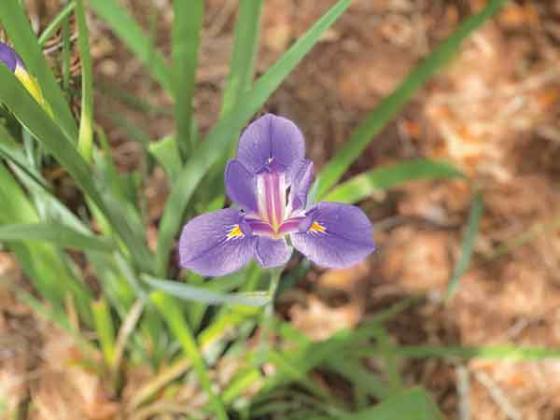 Iris