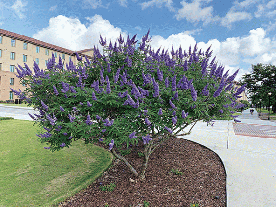 Chaste trees make a great accent planting for the landscape. (Photo by Anna Ribbeck/LSU AgCenter)