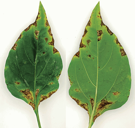 Irregular, water-soaked greasy, brown leaf spots on upper (right) and lower (left) leaf surfaces on bell pepper caused by bacterium Xanthomonas species. (Photo by Raj Singh/LSU AgCenter)
