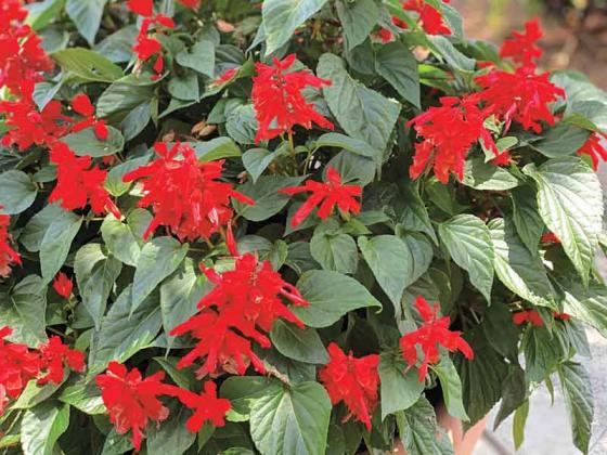 Salvias perform well in containers. These red, tubular flowers are pollinator magnets. (Photo by Heather Kirk-Ballard/LSU AgCenter)