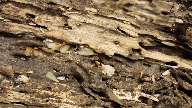 Termites can become a problem in raised beds that are filled with pieces of wood. Photo by Aaron Ashbrook/LSU AgCenter