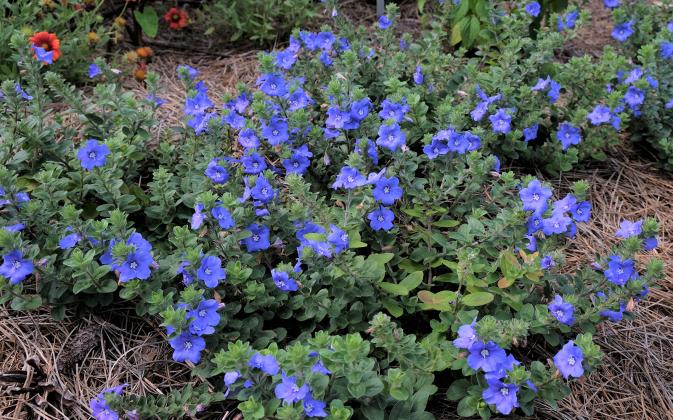 Blue Daze flowers can sometimes appear purple-blue or lavender. (LSU AgCenter photos)