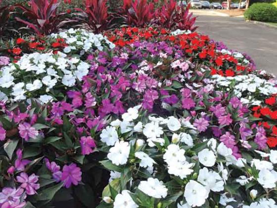 Compact SunPatiens come in a variety of colors. (LSU AgCenter file photo by Dan Gill)