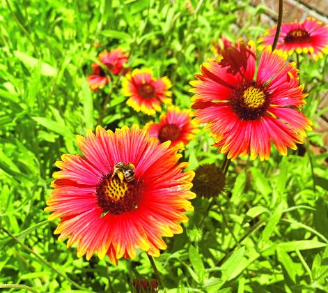 Bees collect pollen from blanket flowers.