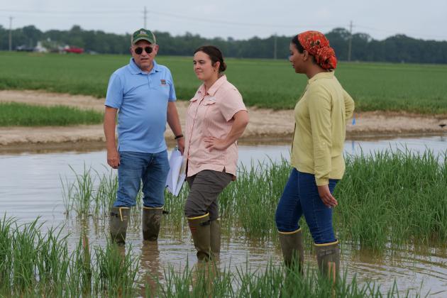 Mike Stout, Christine Gambino and Laila Santos look over a rice research plot at the H. Rouse Caffey Rice Research Station near Crowley. The three work in the LSU AgCenter’s Department of Entomology and are working on insect pest management strategies as part of the Climate Resilient Innovations for Sustainable Production for Rice project. Photo by Craig Gautreaux/LSU AgCenter
