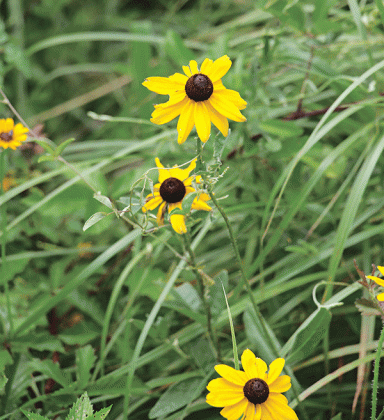 Black-eyed Susans color the restored prairie. (Photo by Harlan Kirgan)