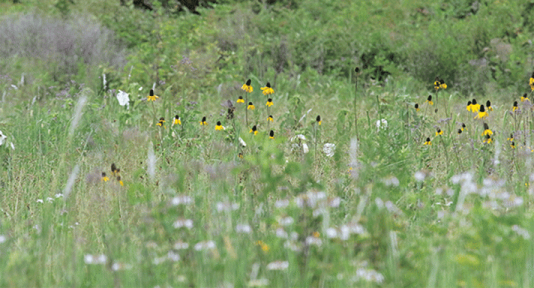 Plants are blooming across the 10-acre restored Cajun Prairie at the corner of Martin Luther King Drive and East Magnolia in Eunice. The Cajun Prairie Habitat Preservation Society started the site in 1988.(Photo by Harlan Kirgan)