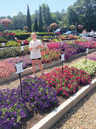 By attending trial gardens, you can take note of new varieties to look for in local retail garden centers. (Photos by Heather Kirk-Ballard/LSU AgCenter)