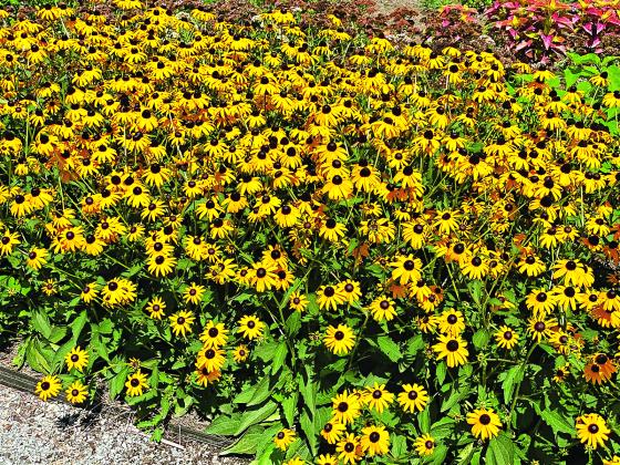 Black-eyed Susans (Rudbeckia hirta), with their bright yellow petals and dark centers, are a favorite among many pollinators, offering abundant nectar and pollen from midsummer to fall. (Photos by Heather Kirk-Ballard/LSU AgCenter)