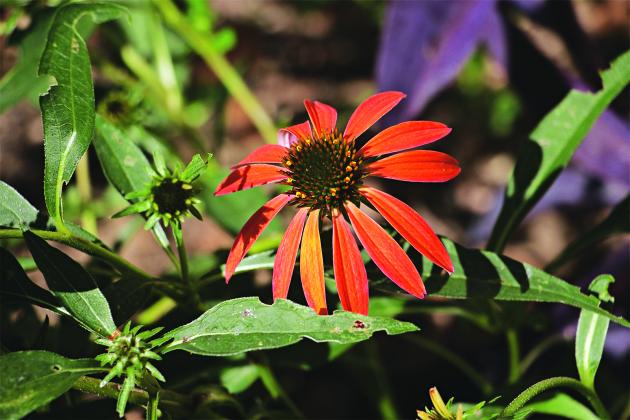 The purple coneflower (Echinacea purpurea) is a vibrant and hardy perennial that attracts bees and butterflies, making it a staple in any pollinator-friendly garden. (Photo by Harlan Kirgan)