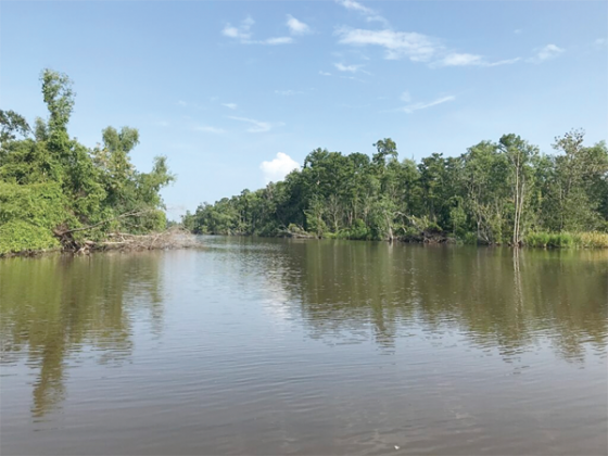 This portion of Bayou Chevreuil in St. James Parish leads to 2,000 acres of swampland the state is buying from a group that includes the former speaker of the Louisiana House of Representatives. The purchase price for the property is $9 million, and the Department of Wildlife and Fisheries intends to give the land to the University of Louisiana at Lafayette for research. (Photo by Greg LaRose/Louisiana Illuminator)