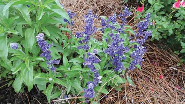 Salvias