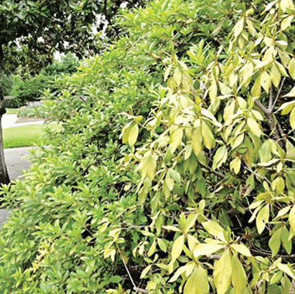 Drooping leaves on this azalea show symptoms of root rot. (Photo by Page Langlois/LSU AgCenter)