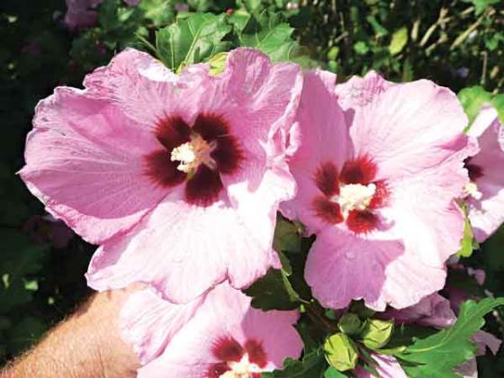 Aphrodite althea