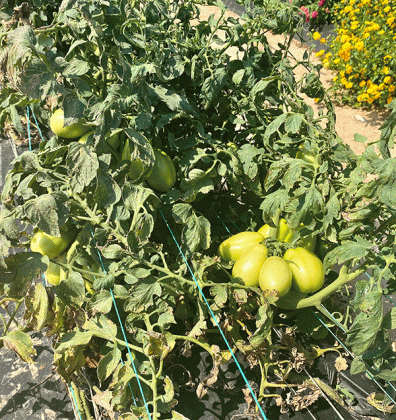 Scout plants several times a week to stay ahead of heavy insect infestations.