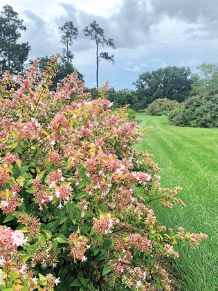 Peach Perfection has beautiful peach-pink flower clusters that are abundant in summer through fall. (Photo by Max McKeown/LSU AgCenter)