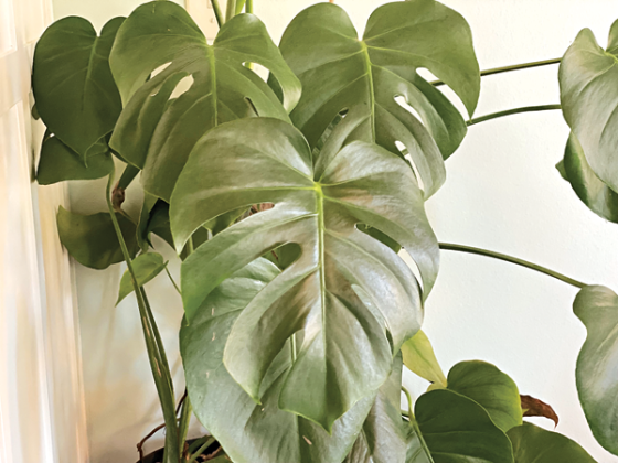 Monstera is known as Swiss cheese plant because of the holes and slashes in the leaves that occur naturally. (Photos by Heather Kirk-Ballard/LSU AgCenter)