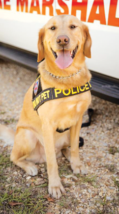 Monty, the retired State Fire Marshal K-9, dies. (Submitted photo)